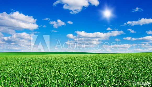 Picture of Image of green grass field and bright blue sky